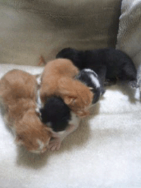 c0188928_17414583.gif