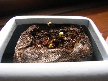 c0144638_522364.jpg