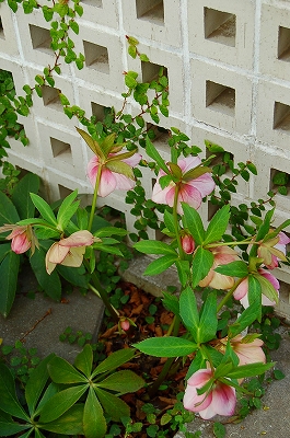 e0025655_675616.jpg