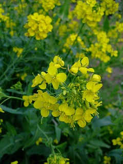 e0176158_050109.jpg