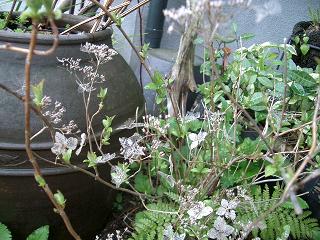 c0186463_2229749.jpg