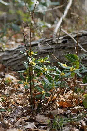 e0054067_21542927.jpg