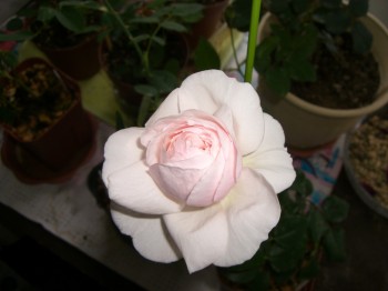 c0078586_1613173.jpg