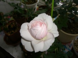 c0078586_1615117.jpg
