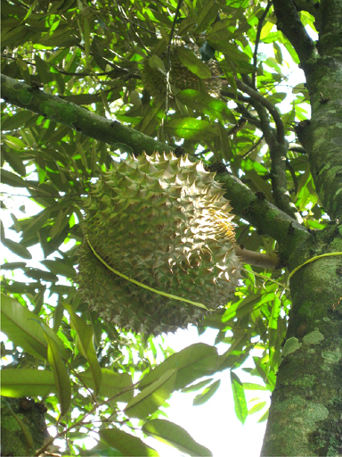 ドリアンの木, a fruit-bearing durian tree