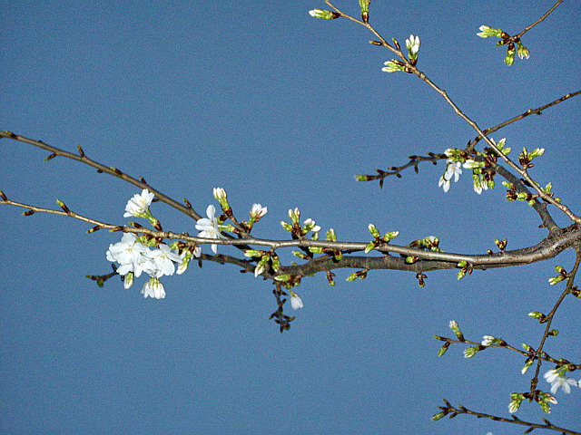 c0138198_11344472.jpg