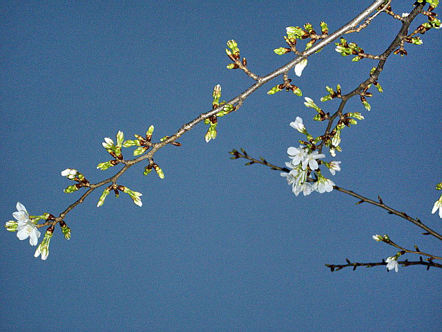 c0138198_11381327.jpg