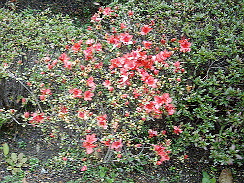 c0138198_11514793.jpg