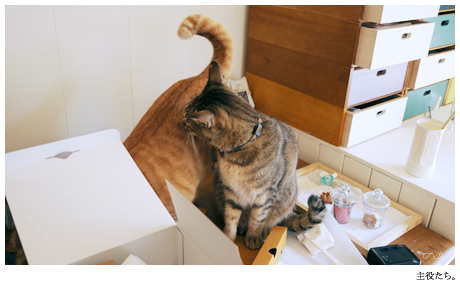 猫さんたちや,お世話になりますよ~ヽ(*´▽`)ノ。