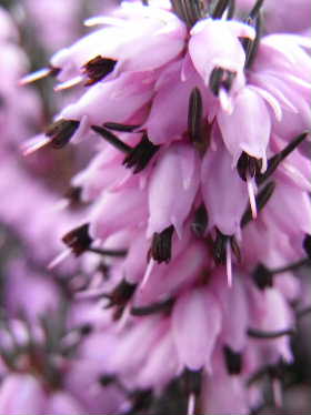 e0046112_3292629.jpg