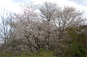 f0191517_19584767.jpg