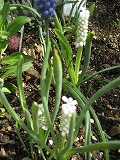 f0139520_163018.jpg