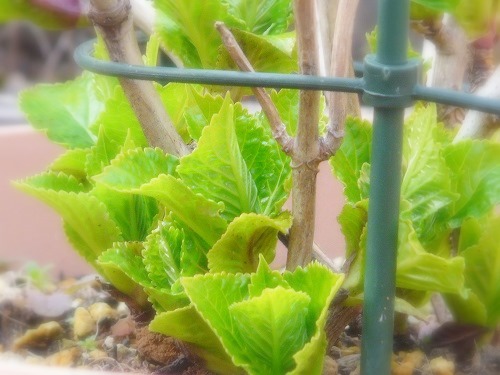 c0096941_817111.jpg