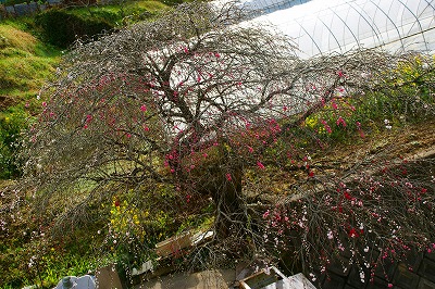 a0117858_22484272.jpg