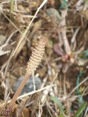 c0097558_1058468.jpg