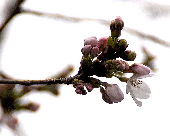 f0198771_033391.jpg