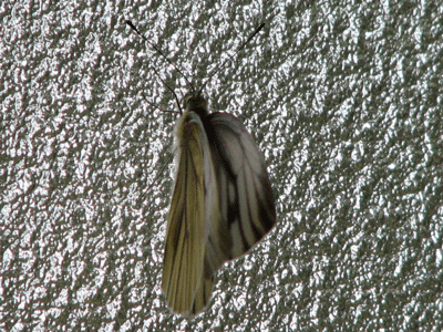 d0050472_22142966.gif