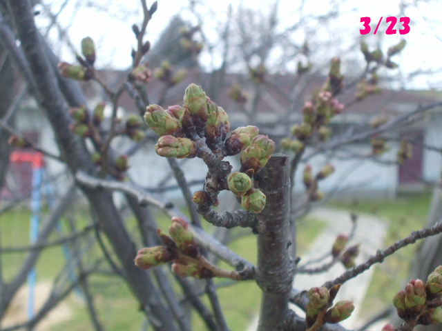 f0005081_2238176.jpg
