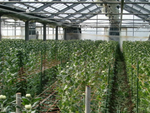 c0167785_1453475.jpg