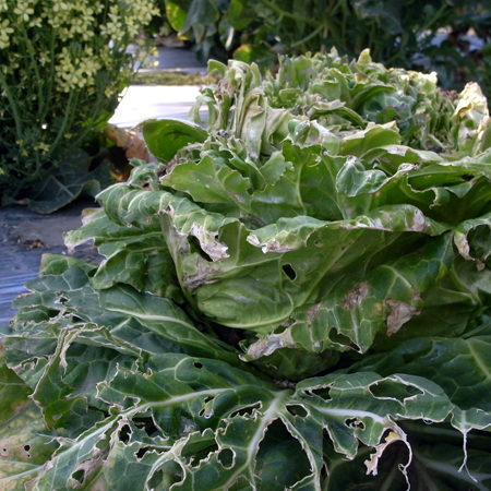 f0070493_015417.jpg