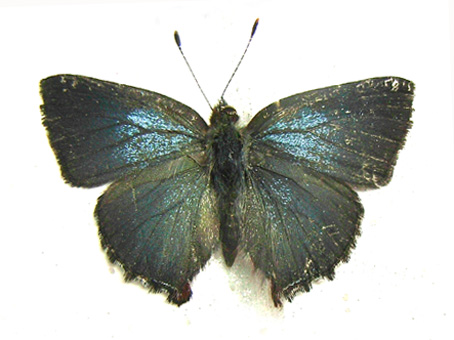 e0083097_1275547.jpg