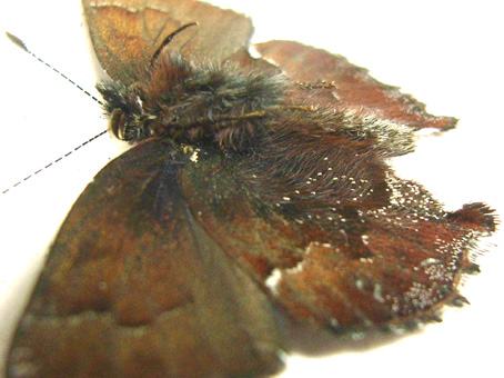 e0083097_1435655.jpg