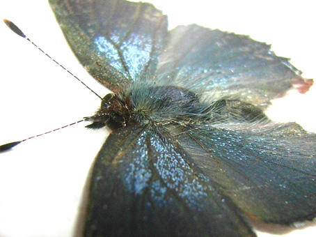 e0083097_143767.jpg