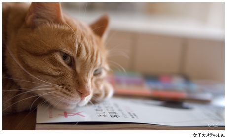 Softly cat photography。・・・そういうカテゴリになるわけなのね,うちの写真。なるほど。