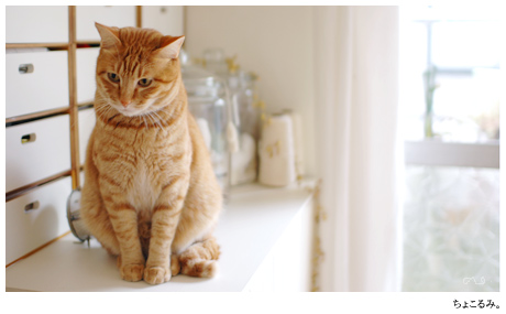 オレンジ色の猫監督。