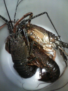 c0034029_7295852.jpg
