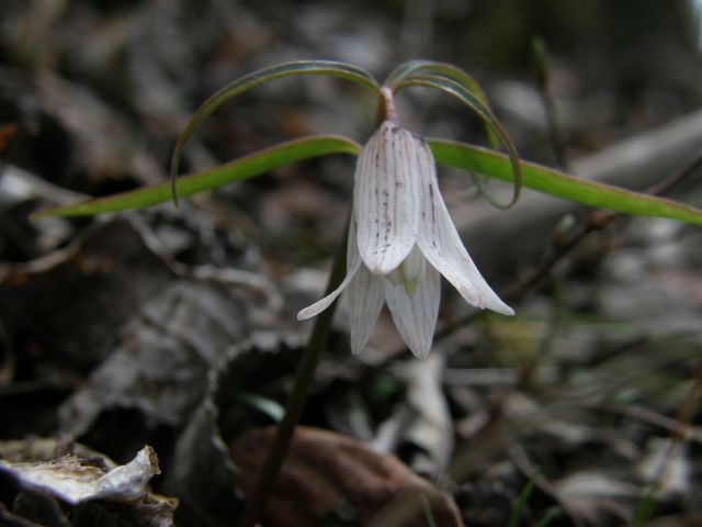 e0145033_18202537.jpg