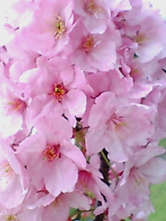 f0002833_1926789.jpg