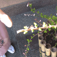 d0033734_16325642.gif