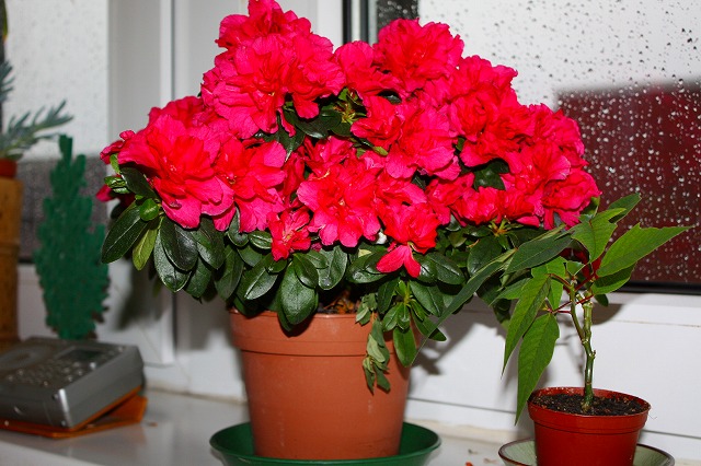 c0153740_2225576.jpg