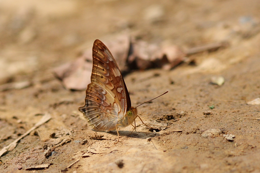 a0094850_21441566.jpg