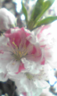 b0060450_20443039.jpg