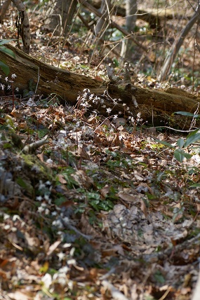 e0054067_0552719.jpg