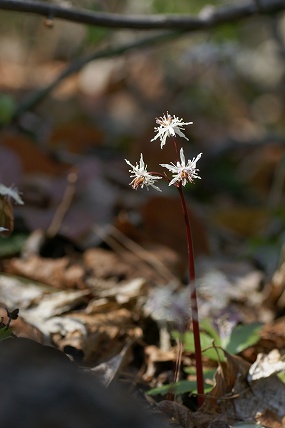 e0054067_0553445.jpg