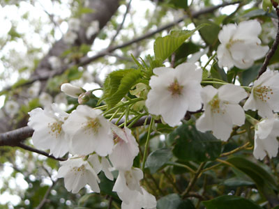 e0097770_23313981.jpg