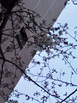 e0033384_11153373.jpg