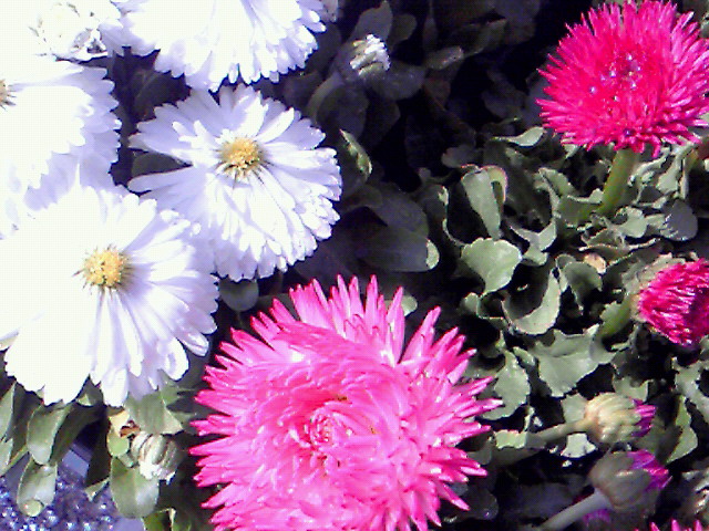 b0080090_12372557.jpg