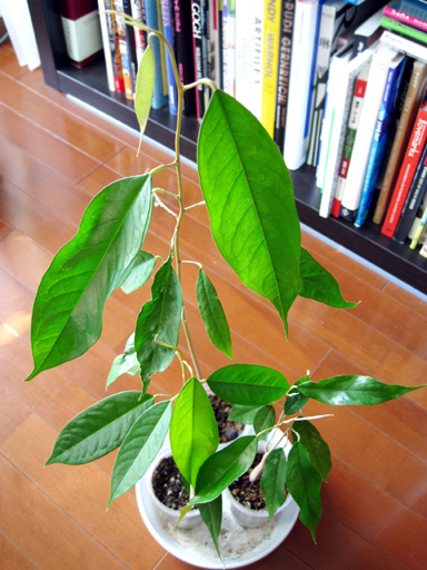 ドリアンの苗, durian seedlings