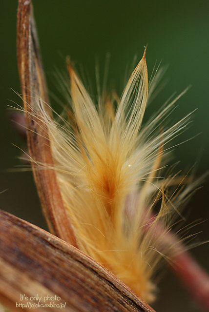 e0008800_15391378.jpg