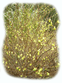 c0146127_1639564.gif