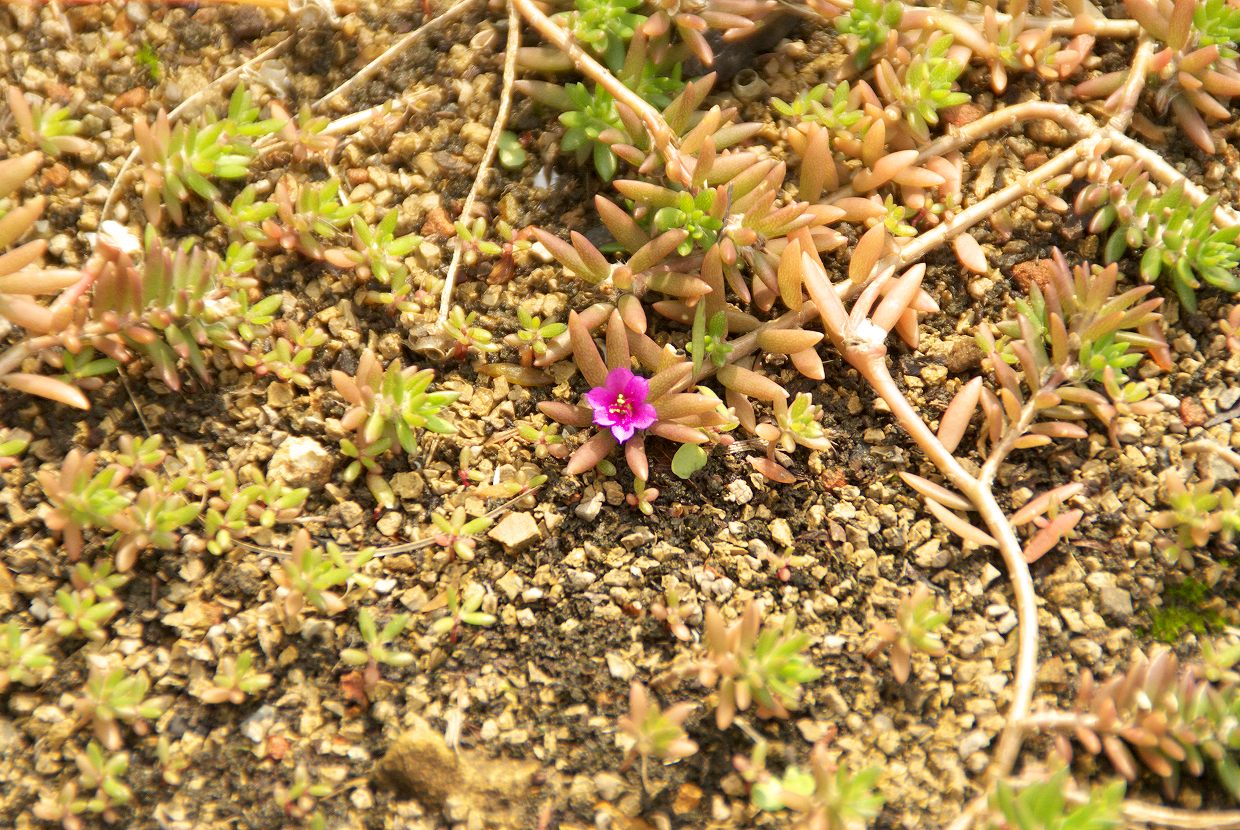d0053930_6275821.jpg