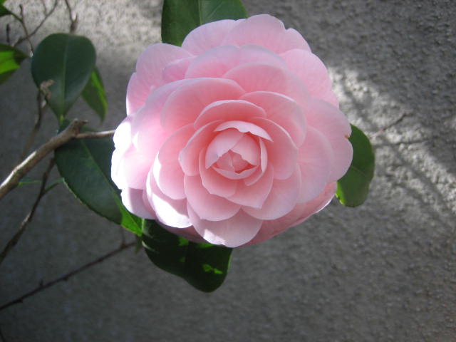 f0181251_1761566.jpg