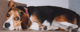 b0005652_20353224.gif