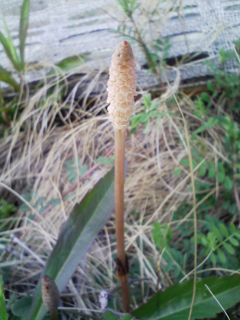 e0063653_92417.jpg