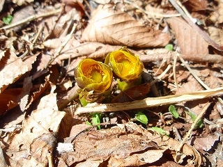 e0004756_8453842.jpg