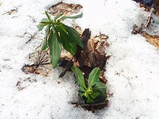 e0004756_847423.jpg
